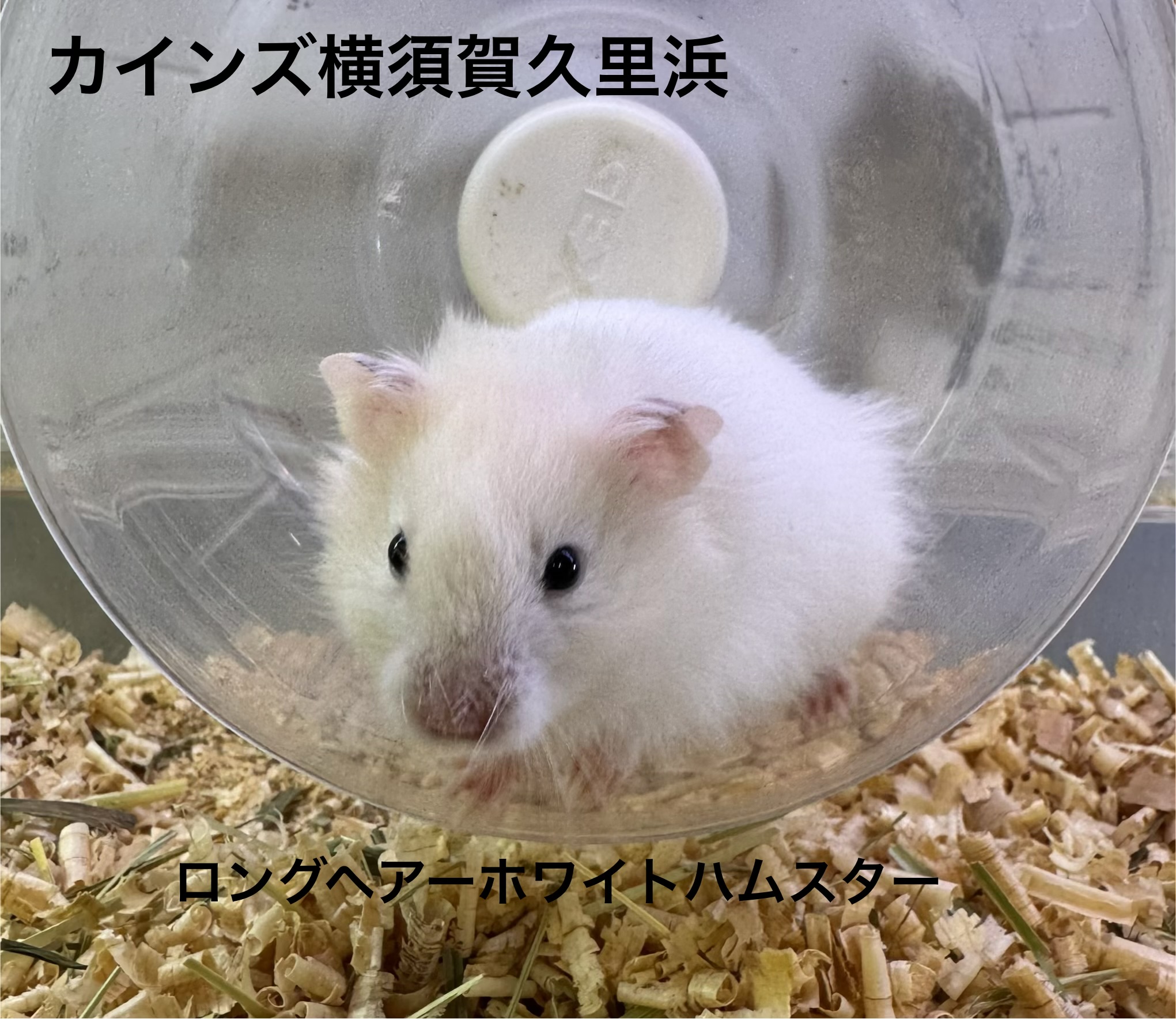 ゴールデンハムスター - 横須賀久里浜店 | ペッツワン