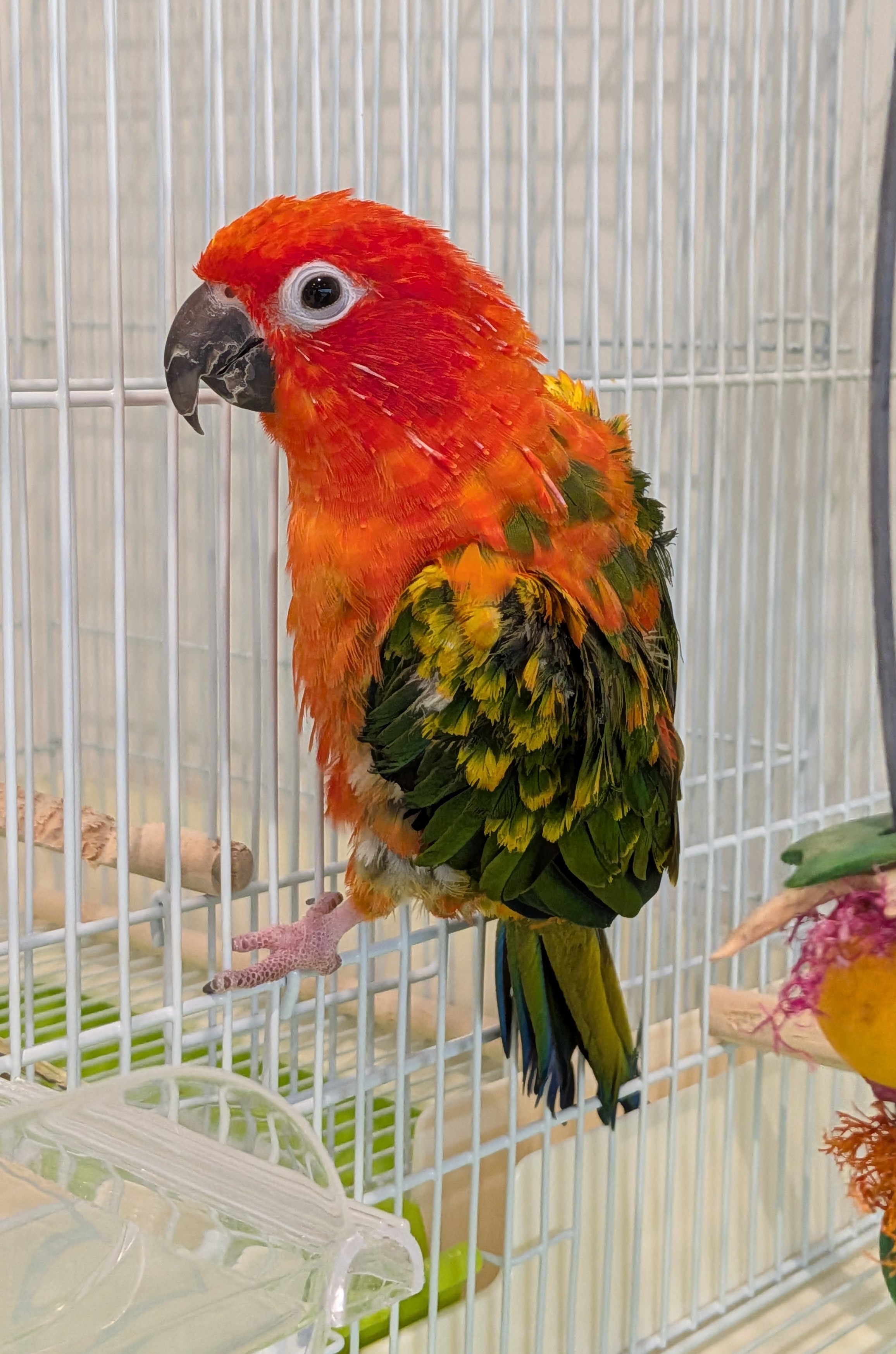 コガネメキシコインコ - 相模原愛川インター店 | ペッツワン