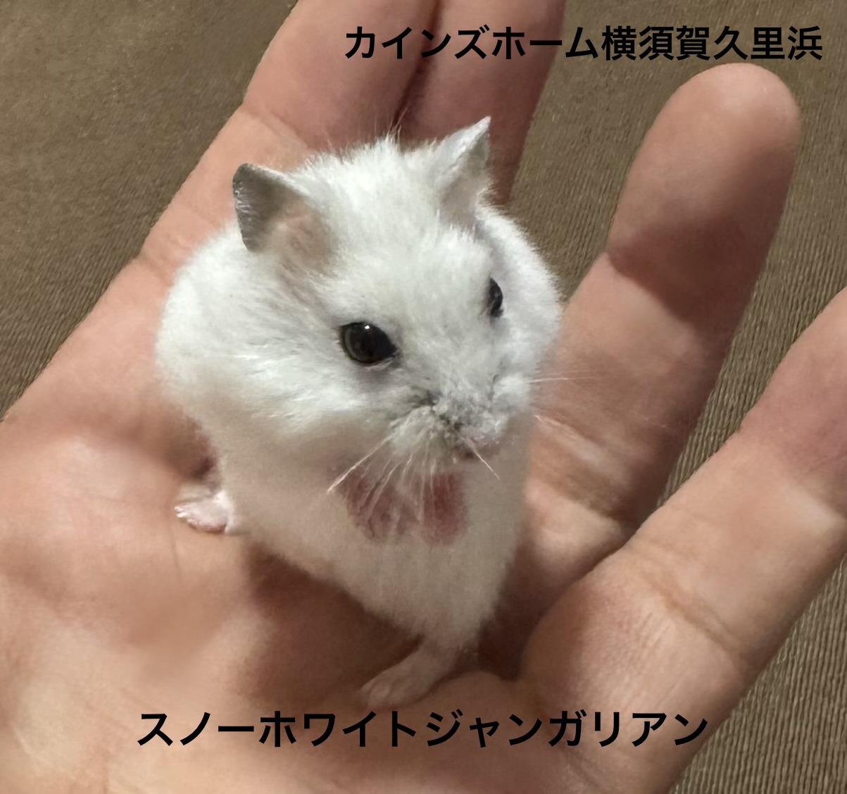 ハムスター リストレスト ジャンガリアン ジャンガリアンハムスター - 横須賀久里浜店 | ペッツワン