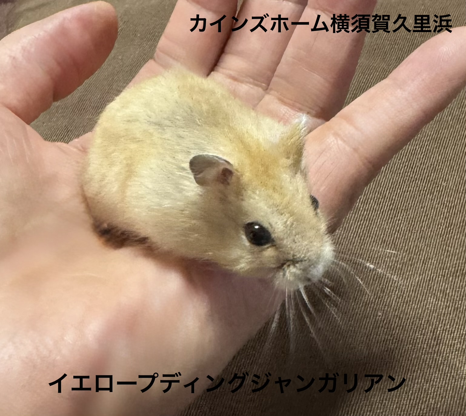 ジャンガリアンハムスター - 横須賀久里浜店 | ペッツワン