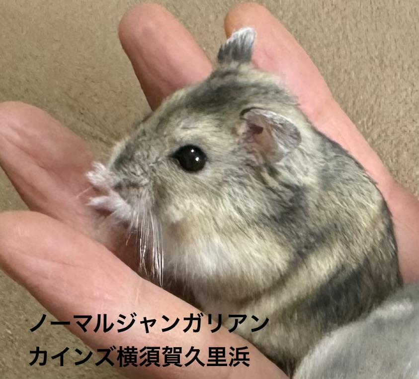 ジャンガリアンハムスター - 横須賀久里浜店 | ペッツワン