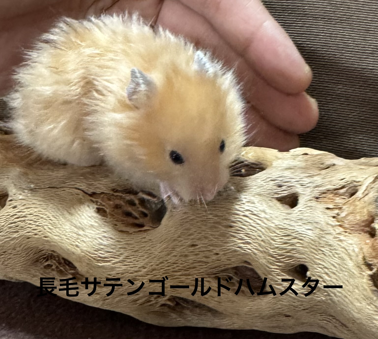 キンクマハムスター - 横須賀久里浜店 | ペッツワン