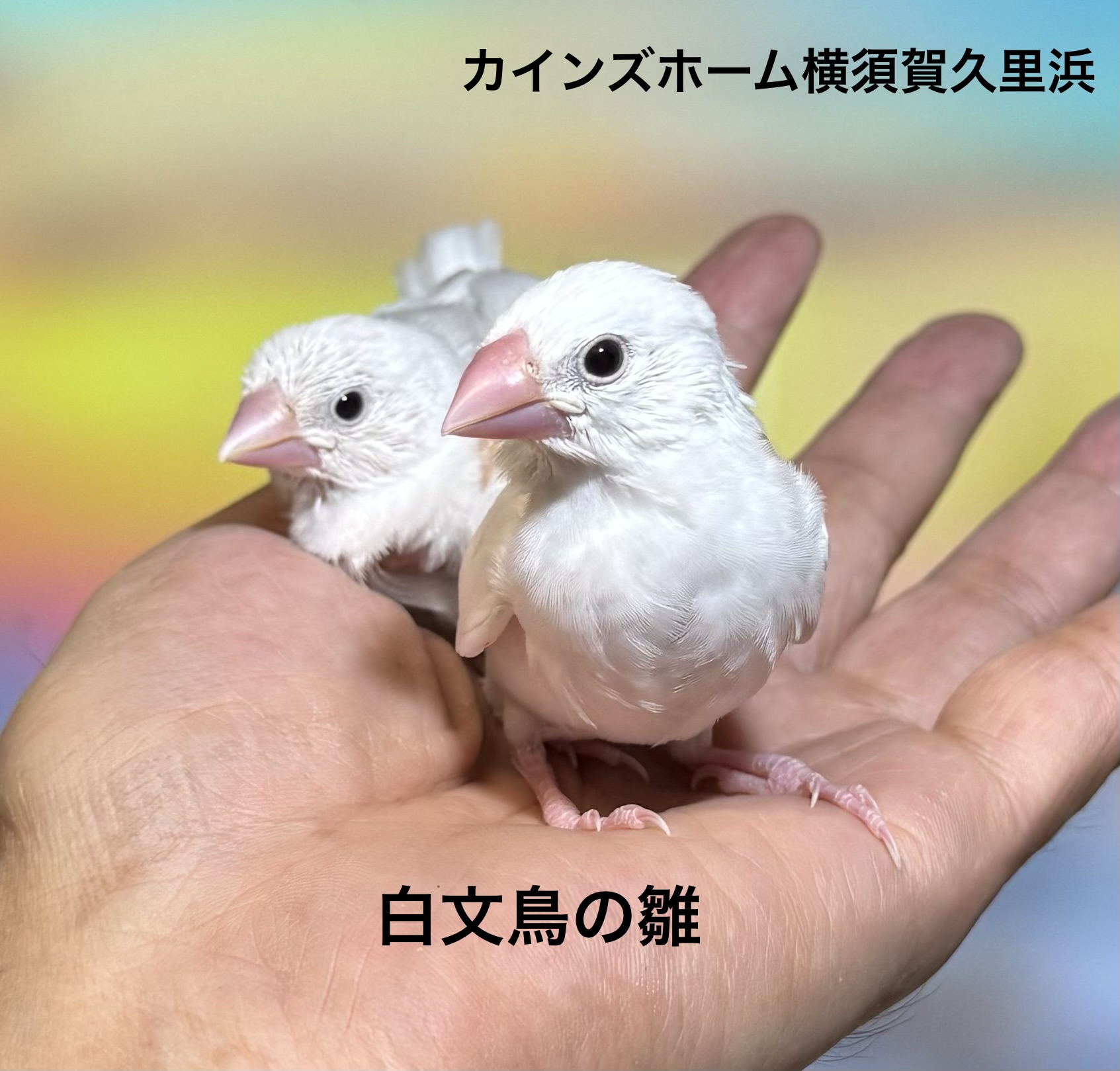 文鳥 - 横須賀久里浜店 | ペッツワン