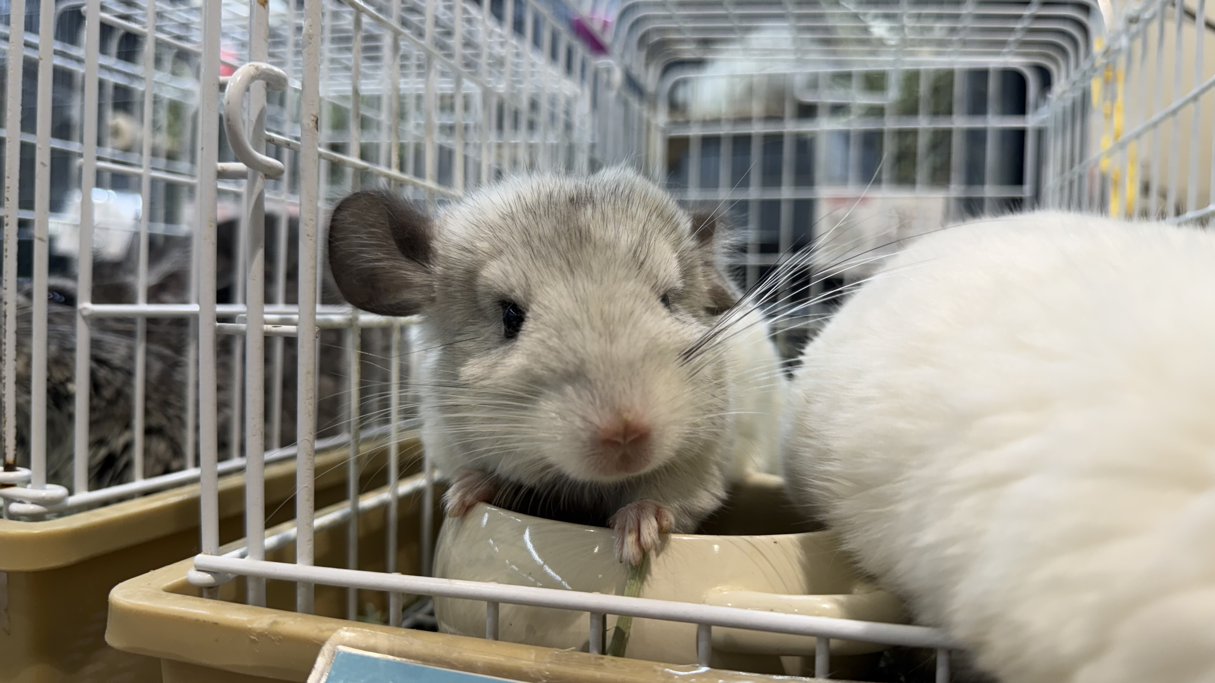 チンチラ - 新座店 | ペッツワン